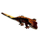BABY SUNSET SNOW CRESTED GECKO