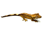 SCORCHED PEACH CRESTED GECKO BABY