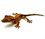 BABY SCORCHED MANGO PINSTRIPE CRESTED GECKO