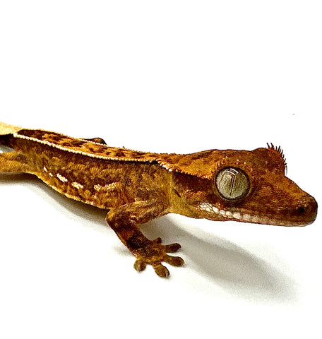 BABY SCORCHED MANGO PINSTRIPE CRESTED GECKO