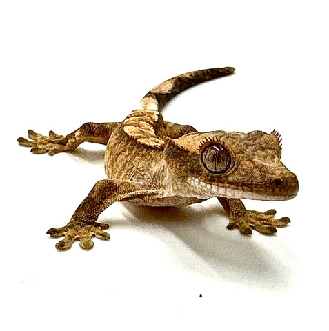 BABY PEACH MOLASSES CRESTED GECKO