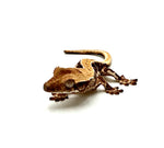 BABY POWDERED TRUFFLE LILY WHITE CRESTED GECKO