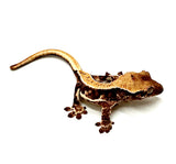 BABY POWDERED TRUFFLE LILY WHITE CRESTED GECKO