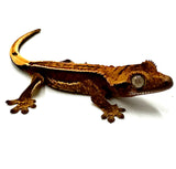 RED SUN QUADSTRIPE CRESTED GECKO BABY
