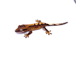 CHARRED PEACH PARTIAL PINSTRIPE CRESTED GECKO