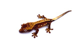 TRES LECHES PINTRIPE CRESTED GECKO