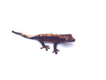 TOASETED TANGERINE CRESTED GECKO