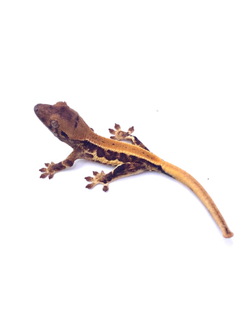 MILKY WAY LILY WHITE CRESTED GECKO