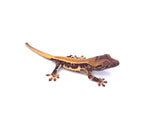 MILKY WAY LILY WHITE CRESTED GECKO