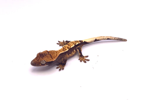PSYCHEDELIC HARLEQUIN PARTIAL PINSTRIPE CRESTED GECKO BABY