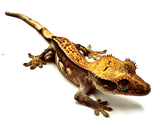 BABY PEACH CREME SOFTSCALE PINSTRIPE CRESTED GECKO