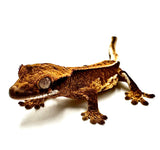 PAINTED SUNSET PINSTRIPE CRESTED GECKO BABY