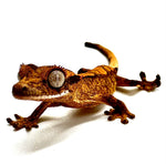 LIVING LAVA CRESTED GECKO BABY
