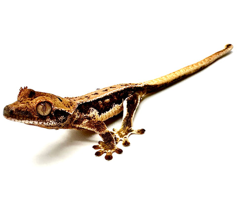 CARAMEL CUSTARD LILY WHITE CRESTED GECKO BABY