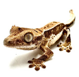 LIGHT ROAST LILY WHITE CRESTED GECKO BABY