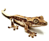 LIGHT ROAST LILY WHITE CRESTED GECKO BABY