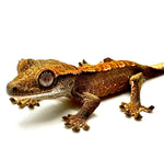 CHARRED CHEETO CRESTED GECKO BABY