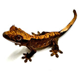TWILIGHT FIRE CRESTED GECKO BABY