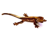 CANDIED ORANGE SOFTSCALE TRISTRIPE CRESTED GECKO BABY