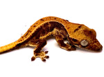 TROPICAL WAVE LILY WHITE CRESTED GECKO BABY