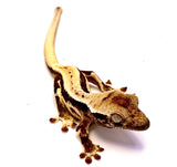 S'MORE LILY WHITE CRESTED GECKO BABY