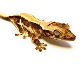 CARAMEL CREAMSICLE LILY WHITE CRESDTED GECKO BABY