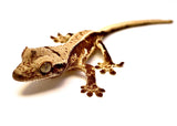 CAFE' LATTE LILY WHITE CRESTED GECKO BABY