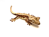 CAFE' LATTE LILY WHITE CRESTED GECKO BABY