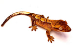 PEACH TOFFEE HARLEQUIN CRESTED GECKO BABY