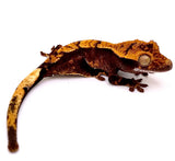 SPARKLING PASSION FRUIT CRESTED GECKO BABY