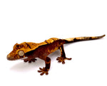 SPARKLING PASSION FRUIT CRESTED GECKO BABY