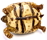 BABY Giant South African Leopard Tortoise