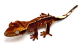 TOASTED MERINGUE CRESTED GECKO BABY