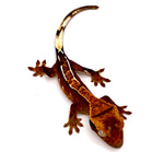TOASTED MERINGUE CRESTED GECKO BABY