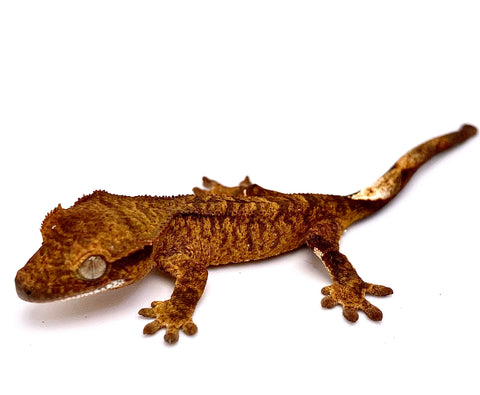 TOFFEE TIGER CRESTED GECKO BABY