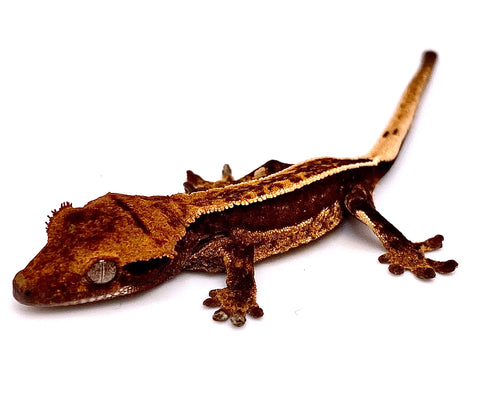 RED WAVE TRI-STRIPE CRESTED GECKO BABY