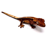 RED WAVE TRI-STRIPE CRESTED GECKO BABY