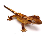 BENGAL PARTIAL PINSTRIPE CRESTED GECKO BABY