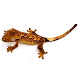 BENGAL PARTIAL PINSTRIPE CRESTED GECKO BABY