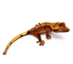 PEPPERED JELLY CRESTED GECKO BABY