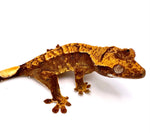 PEPPERED JELLY CRESTED GECKO BABY