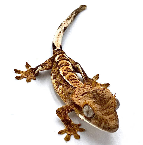 STICKY TOFFEE CRESTED GECKO BABY