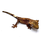 CHARRED OAK PARTIAL PINSTRIPE CRESTED GECKO