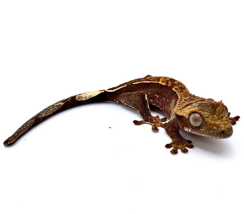 CHARRED OAK PARTIAL PINSTRIPE CRESTED GECKO