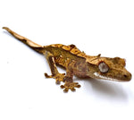 WILDFIRE PARTIAL PINSTRIPE CRESTED GECKO BABY