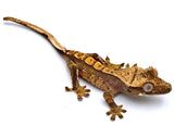WILDFIRE PARTIAL PINSTRIPE CRESTED GECKO BABY