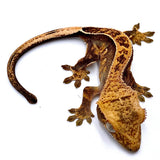 SUNSHINE PAINT PINSTRIPE CRESTED GECKO BABY