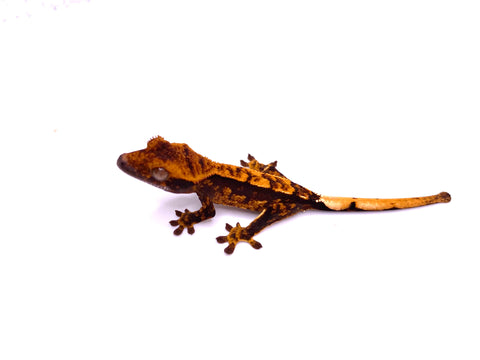 MIDNIGHT FLAME PINSTRIPE CRESTED GECKO