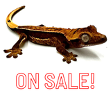 RED SUN QUADSTRIPE CRESTED GECKO BABY
