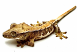 BABY CREAMSICLE LILY WHITE CRESTED GECKO